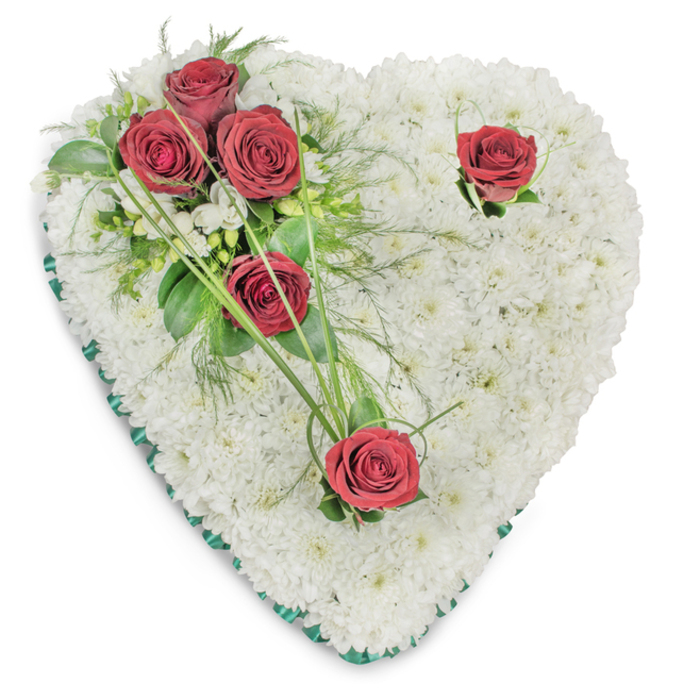A meticulously arranged heart made from a dense bed of small white chrysanthemums occupies a pristine white field in the photograph, their clustered heads forming a seamless, pillowed plane that speaks of purity and repose. On the upper left quadrant a trio of deep-red roses is grouped tightly together, their fully opened petals revealing rich, velvety texture against contrasting glossy foliage and slender, fern-like fronds; these elements introduce depth and a dark, comforting warmth to the design. Two additional red roses are set apart - one near the top right curve and another at the bottom point - each accompanied by a few discreet green leaves and elegant arcs of bright green bear grass that lend motion and a natural, flowing rhythm. Scattered white accent flowers nestle within the greens for delicate highlights while a thin band of emerald-green satin ribbon traces the heart's perimeter, defining the silhouette with a sober, refined edge. The composition is lit from above, producing soft shadowing that sculpts the chrysanthemum cushion and enhances the dimensionality of the roses; the overall visual temperature is cool and dignified, with the crimson blooms providing a solemn focal contrast. As an arrangement intended for funerals or memorial services, it communicates respect, lasting affection and gentle consolation. Presented in a style familiar to florists who serve the Belmont area, it would be chosen for services near local churches or memorial spaces and is sized to read well both in photographs and on display at a chapel or wake, offering a serene and respectful tribute to a departed loved one.