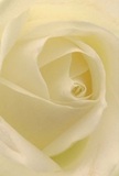 As if viewed from the intimate heart of a Belmont rose, this detailed image immerses you within swirling ivory petals that glisten softly under natural light. Every layer curves with patient precision, their matte, creamy surfaces inviting a tactile sense of silkiness-much like the gentle morning dew found clinging to park blooms around Belmont High Street. The spiraled core draws the eye inward, offering a serene kind of drama heightened by subtle shadows resting between the folds. The atmosphere is unhurried and peaceful, suggesting a quiet moment before a heartfelt exchange-a gesture of sympathy, admiration, or even new beginnings. The rose's scent drifts subtly in the air, a faint sweetness carrying the promise of calm, crafted expertly by the seasoned florists at Belmont Florist. The arrangement's near-perfect symmetry and immaculate structure reveal not just nature's artistry but careful local craftsmanship, ensuring it stands as a pure symbol of reverence for delivery across Belmont and its surrounding communities. Every detail in this composition is a testament to the tender art of floral design and the emotional resonance that a single, flawless blossom can bring to life.
